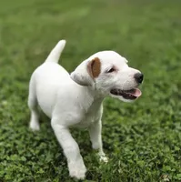 Cody, a male Parson Russell Terrier for sale in Milan, IL – 8 of 10