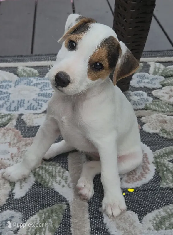 Wrigley – Jack Russell Terrier puppy for sale in Milan, IL
