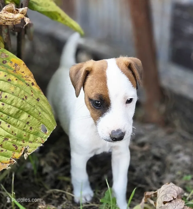 Cody – Jack Russell Terrier puppy for sale in Milan, IL