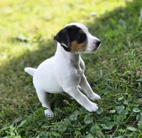 Morgan, a male Jack Russell Terrier for sale in Milan, IL – 10 of 10