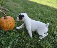 Morgan, a male Jack Russell Terrier for sale in Milan, IL – 9 of 10
