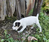 Riley, a male Jack Russell Terrier for sale in Milan, IL – 10 of 10