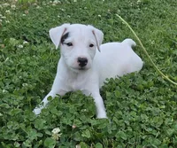 Hunter, a male Jack Russell Terrier for sale in Milan, IL – 10 of 10