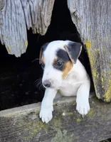 Morgan, a male Jack Russell Terrier for sale in Milan, IL – 6 of 10