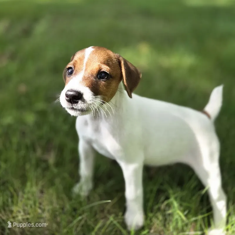Lucy – Jack Russell Terrier puppy for sale in Milan, IL