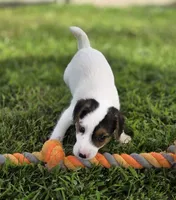 Harry, a male Jack Russell Terrier for sale in Milan, IL – 8 of 10