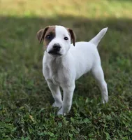 Cody, a male Jack Russell Terrier for sale in Milan, IL – 10 of 10