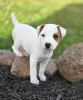 Wyatt , a male Jack Russell Terrier for sale in Milan, IL – 10 of 10