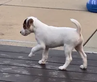 Wrigley, a male Parson Russell Terrier for sale in Milan, IL – 2 of 9