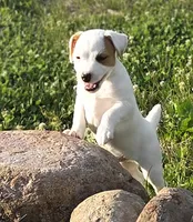 Wyatt , a male Jack Russell Terrier for sale in Milan, IL – 9 of 10