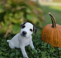 Riley, a male Jack Russell Terrier for sale in Milan, IL – 7 of 10