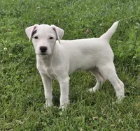Winston , a male Jack Russell Terrier for sale in Milan, IL – 7 of 10