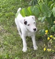 Winston , a male Jack Russell Terrier for sale in Milan, IL – 9 of 10