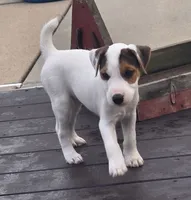 Wrigley, a male Parson Russell Terrier for sale in Milan, IL – 5 of 9