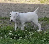 Hunter..., a male Parson Russell Terrier for sale in Milan, IL – 3 of 10