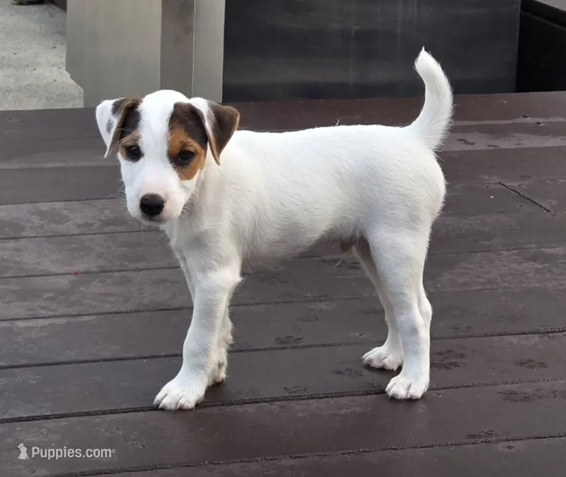 Wrigley – Parson Russell Terrier puppy for sale in Milan, IL
