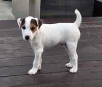 Wrigley, a male Parson Russell Terrier for sale in Milan, IL – 1 of 9