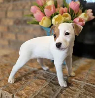 Rose, a female Jack Russell Terrier for sale in Milan, IL – Photo 6 of 10
