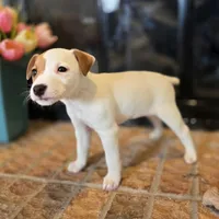 Rose, a female Jack Russell Terrier for sale in Milan, IL – Photo 8 of 10