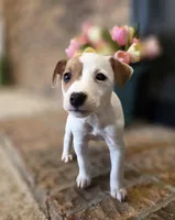 Rose, a female Jack Russell Terrier for sale in Milan, IL – Photo 7 of 10