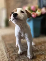 Rose, a female Jack Russell Terrier for sale in Milan, IL – Photo 3 of 10