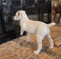 Rose, a female Jack Russell Terrier for sale in Milan, IL – Photo 4 of 10