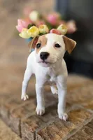 Rose, a female Jack Russell Terrier for sale in Milan, IL – Photo 2 of 10