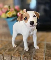 Rose, a female Jack Russell Terrier for sale in Milan, IL – Photo 5 of 10