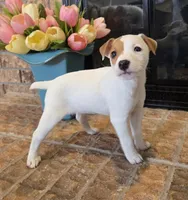 Rose, a female Jack Russell Terrier for sale in Milan, IL – Photo 1 of 10