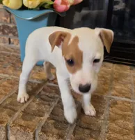 Rose, a female Jack Russell Terrier for sale in Milan, IL – Photo 9 of 10