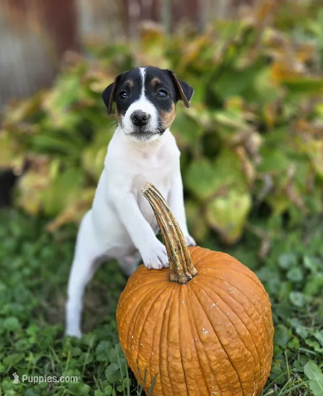 Luke – Jack Russell Terrier puppy for sale in Milan, IL