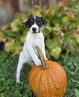 Luke, a male Jack Russell Terrier for sale in Milan, IL – 1 of 10