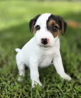 Harry, a male Jack Russell Terrier for sale in Milan, IL – 2 of 10
