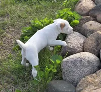 Wyatt .., a male Parson Russell Terrier for sale in Milan, IL – 5 of 10