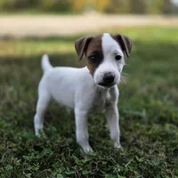 Cody, a male Jack Russell Terrier for sale in Milan, IL – 2 of 10