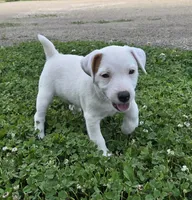 Cody, a male Jack Russell Terrier for sale in Milan, IL – 2 of 10