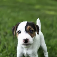 Harry, a male Jack Russell Terrier for sale in Milan, IL – 10 of 10