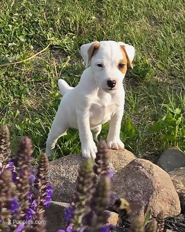 Wyatt  – Jack Russell Terrier puppy for sale in Milan, IL