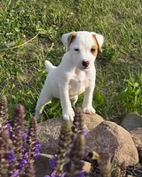 Wyatt , a male Jack Russell Terrier for sale in Milan, IL – 1 of 10