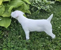 Hunter, a male Jack Russell Terrier for sale in Milan, IL – 4 of 10