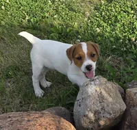 Cash, a male Jack Russell Terrier for sale in Milan, IL – 5 of 10