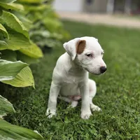 Cody, a male Parson Russell Terrier for sale in Milan, IL – 4 of 10