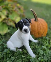 Luke, a male Jack Russell Terrier for sale in Milan, IL – 3 of 10