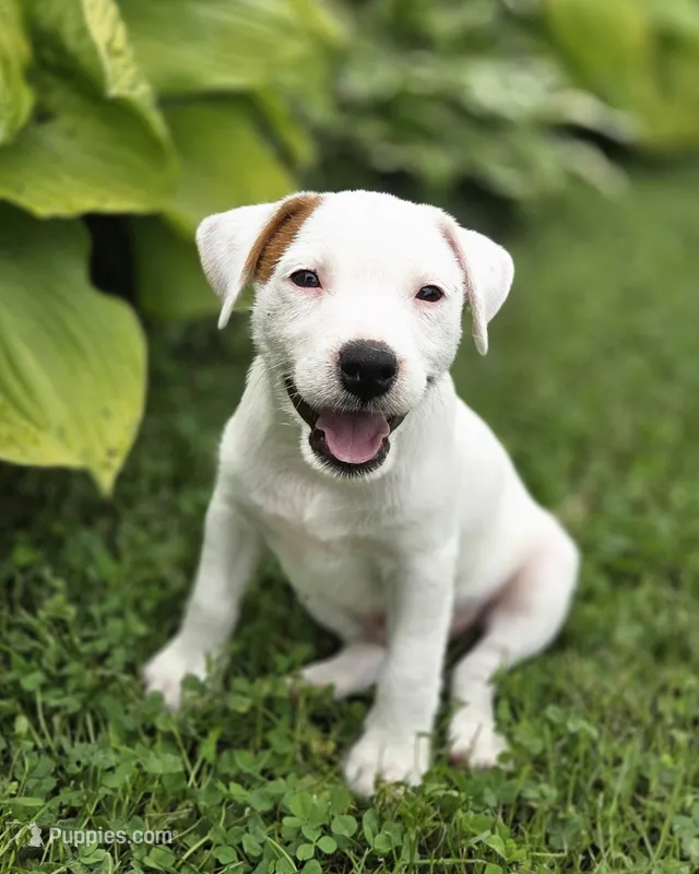 Cody – Jack Russell Terrier puppy for sale in Milan, IL