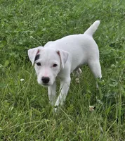 Winston , a male Jack Russell Terrier for sale in Milan, IL – 8 of 10