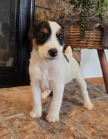 Oliver, a male Jack Russell Terrier for sale in Milan, IL – Photo 9 of 10