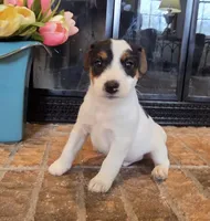 Oliver, a male Jack Russell Terrier for sale in Milan, IL – Photo 4 of 10