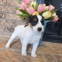 Oliver, a male Jack Russell Terrier for sale in Milan, IL – Photo 6 of 10