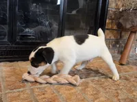 Oliver, a male Jack Russell Terrier for sale in Milan, IL – Photo 10 of 10