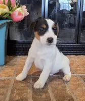 Oliver, a male Jack Russell Terrier for sale in Milan, IL – Photo 2 of 10